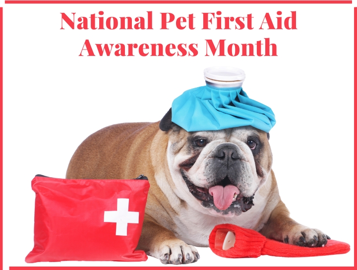 Pet First Aid Rolling Hills Veterinary Hospital